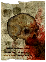 Skull of the Homo Sapien.png