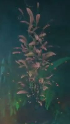 underwaterplant.jpg